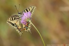 Papilio machaon (Linnaeus, 1758) (Lepidoptera - Papilionidae)

Canon EOS 7D + Sigma 180mm f/3.5 EX DG HSM Macro

Suggerimenti e critiche sempre ben accetti
[url=http://www.rossidaniele.com/HR/_MG14140copia-mdc-1500.jpg]Versione HR[/url]