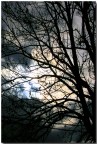 luce tra i rami....