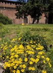 Milano - Yellow