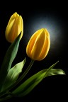 Due tulipani