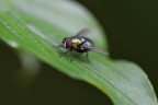 Eseguita senza cavalletto