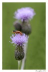 fiordaliso vedovino n. 2