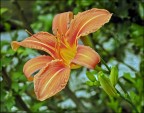 Lilium