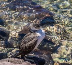 cormorano
