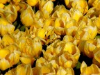Tulipani