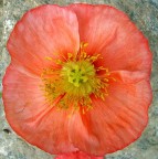 Papavero.