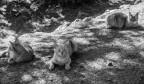 no tripe for cats