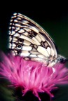 Fusa nel fiore...