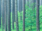 Hidden in the green