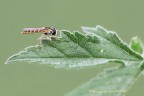 sirfide