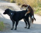 W l'amore fra gli animali