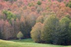 Incredibile come in alcuni angoli della Sila, la Primavera faccia a pugni con l' Autunno. 2 stagioni in un colpo solo. Mai vista una cosa simile.