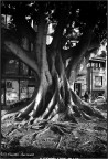 Una delle maestose piante che adornano il Lungomare di Reggio Calabria.
Mamyia 645 con 50 mm e lford HP5 plus
Aprile 2011I