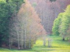 Spesso la memoria di un luogo, si legge nella forma di un albero. Nelle sue foglie, nella sua corteccia, nella sua bellezza e nell'ambiente che lo circonda. 

Parco Nazionale della Sila