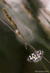 La melanargia e il l'asilide... La melanargia e il l'asilide...