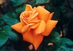 Fiore
