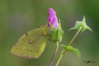 Colias crocea