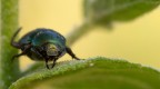 Canon 700D 
Tokina 100mm macro

Parametri di scatto:
1/200s
f/5.6
ISO 800