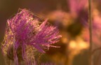Canon 700D
Tokina 100mm Macro

1/200s
F/6.3
ISO 800