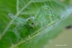 Aracnofobia