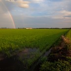 Sulle strade del riso III Sulle strade del riso III