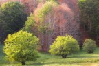 Quest'anno, in Sila, la Primavera si  alternata tra colori verdi accesi tipici primaverili, e colori caldi autunnali. Un vero spettacolo.