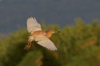 Sgarza  ciuffetto in volo