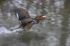 panning