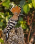 Upupa (Upupa epops)