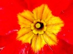 Primula