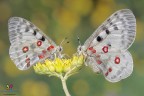 Un soggetto che volevo da tempo.
Quest'anno ero deciso nel documentarmi sul dove trovarlo qui sull'appennino centrale. :)
Parnassius apollo (Linnaeus, 1758)...tanto bella quanto purtroppo rara.