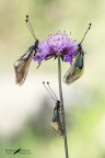 Libelloides coccajus - il trio