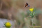 &quot;Macroglossum stellatarum&quot;