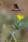 Il colibr delle farfalle ... &quot;Macroglossum stellat