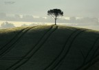 VAL D'ORCIA - Alba