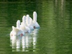 Aligned