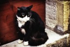 un gatto