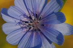 i primi fiori non si scordano mai