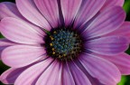 Gerbera