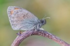 Impellicciata