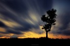 l'albero...  il pi grande successo della natura