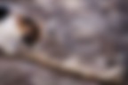 memento mori