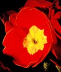 la primula