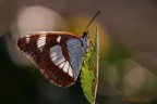 La &quot;Limenitis&quot;  in controluce