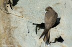 Falco Della Regina