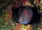 Blennide