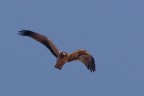 Aquila minore