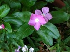 Crop. 80 ISO; Fiori