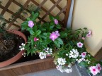 80 ISO; Fiori