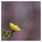 fiore